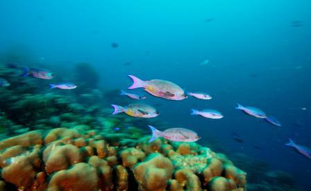 fotos de peces nadando entre arrecifes