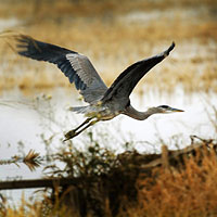 Blue Heron taking off from marsh