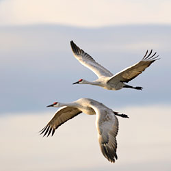 Sandhill Cranes Flying
