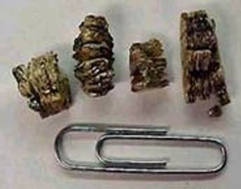 vermiculite size related to paper clip