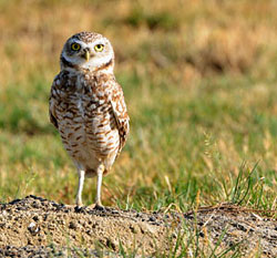 Owl standing next to burrow in a field