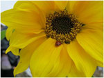 Sunflower for Phytoremediation Experiment at GWNO Earth Lab on St. Claude Avenue