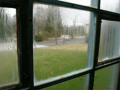 Livingroom Window growing mold