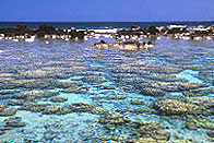 Coastal Reef in Hawaii