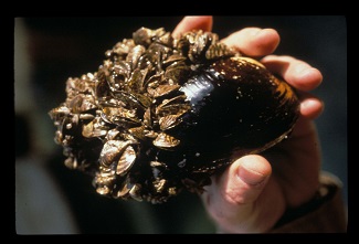 Zebra mussels attached to native mussel