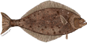 Illustration of a Pacific Halibut