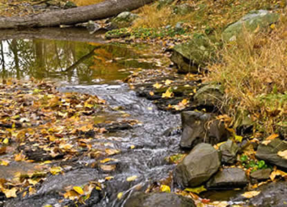View of a flowing stream.