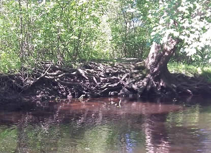 Streambank erosion from heavy rain events exposed tree roots
