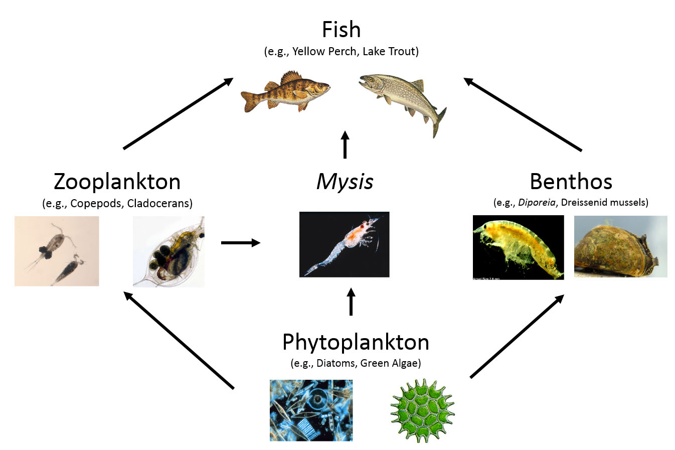 lake superior food chain animal