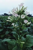 Image of Tobacco Plant