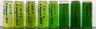 EPA-ORD Cyanobacteria_microcystis samples from Harsha Lake