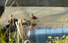 Ducks in Arroyo Viejo Creek