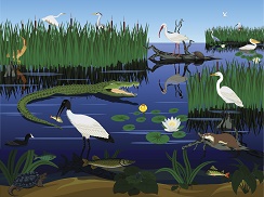 Variety of water birds and mammals