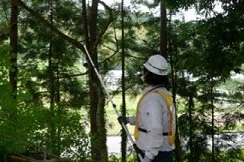 Scientist testing trees for radiation contamination in Japan