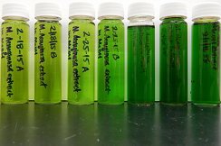 vials filled with water contaminated with cyanobacteria