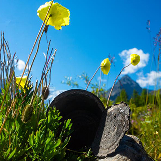 Flowers and Discarded Can