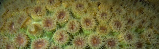 Coral polyps in Grand Cayman. Photo credit: Ellen Cuylaerts/Coral Reef Image Bank