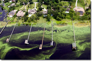 Aerial view of residential docks on a lake polluted from algal blooms