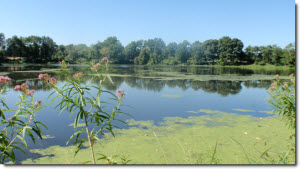 View of an algae covered lake from the shoreline