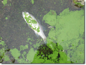Dead fish floating on the surface of algal polluted water
