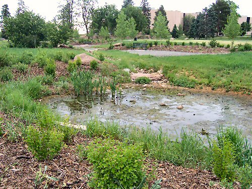 Several retention ponds in Denver's City Park.