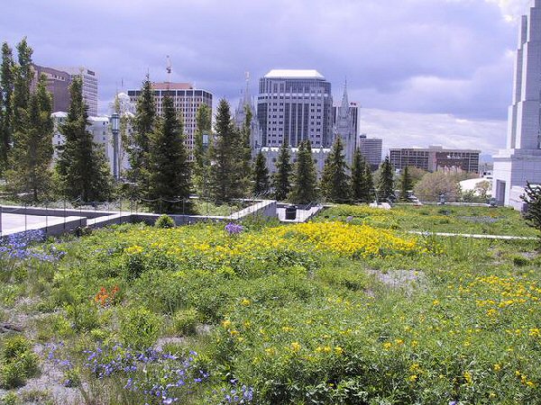 LDS Green Roof