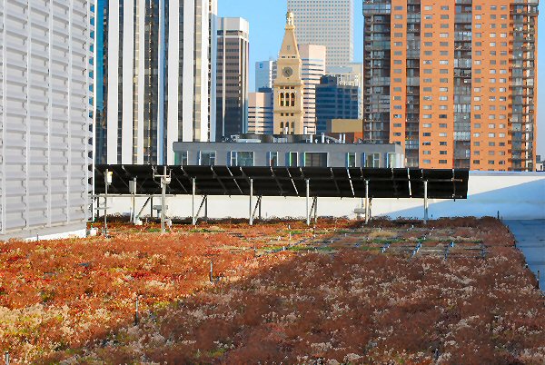 Sedum trays provide easy irrigation on the EPA Region 8 Green Roof.