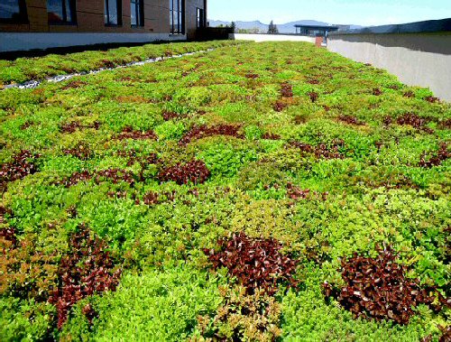 Beautiful Green and Red vegetation on the The Montana State Fund Building Green Roof.