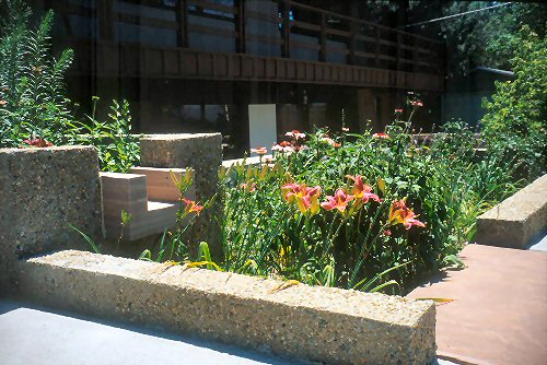 Planter box of rainwater collected in Boulder, CO.