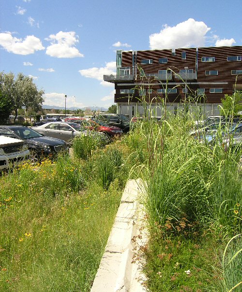 Garden at TAXI where a storm drain is visible.