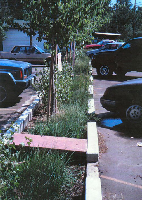 rain garden in a parking lot in Denver