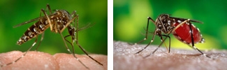 Unfed mosquito and fed mosquito filled with blood meal