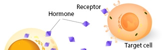 Hormone Targeting a Cell