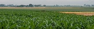 Picture of a general farm and crops