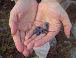 Berries in cupped hands