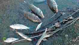photograph of dead fish on river bank