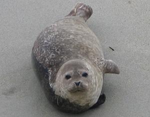 Photo of harbor seal