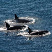 Orcas off Pender Island, British Columbia. 