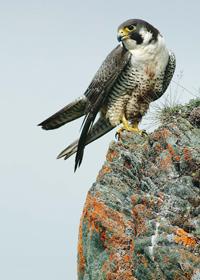 Peregrine falcon perched on a rocky cliff face