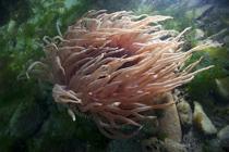 Photo of a pink sea anemone