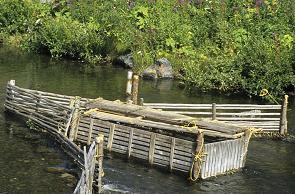 Yukon Salmon Trap