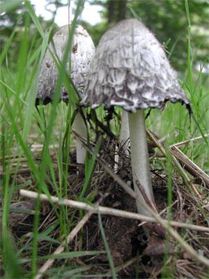 grey ink cap mushroom
