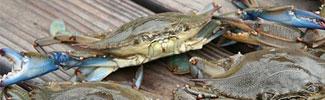 Blue Shell Crabs on planking
