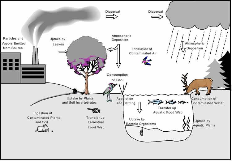 conceptual model diagram for an ecological risk scenario involving multipathway exposure to air pollutants