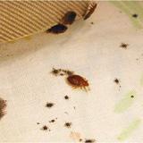 Bed bugs on a chair