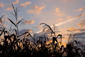 corn crop silhouette at sunset
