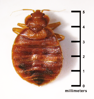 Photo credit: CDC/ CDC-DPDx; Blaine Mathison - top view of bed bug with millimeter scale beside it