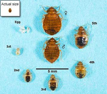 Actual size of a bed bug