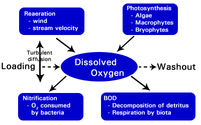 Modeling Dissolved Oxygen in AQUATOX