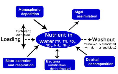 Modeling nutrients in Aquatox